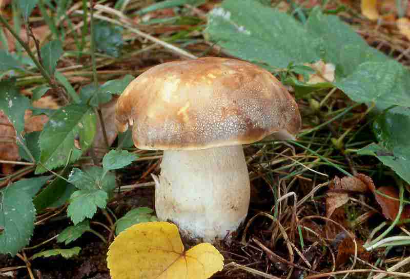  Image name: 233 Porcino.jpg 
 width: 800 pixel 
 height: 544 pixel 
 Size: 30675 bytes 
 Click to enlarge 